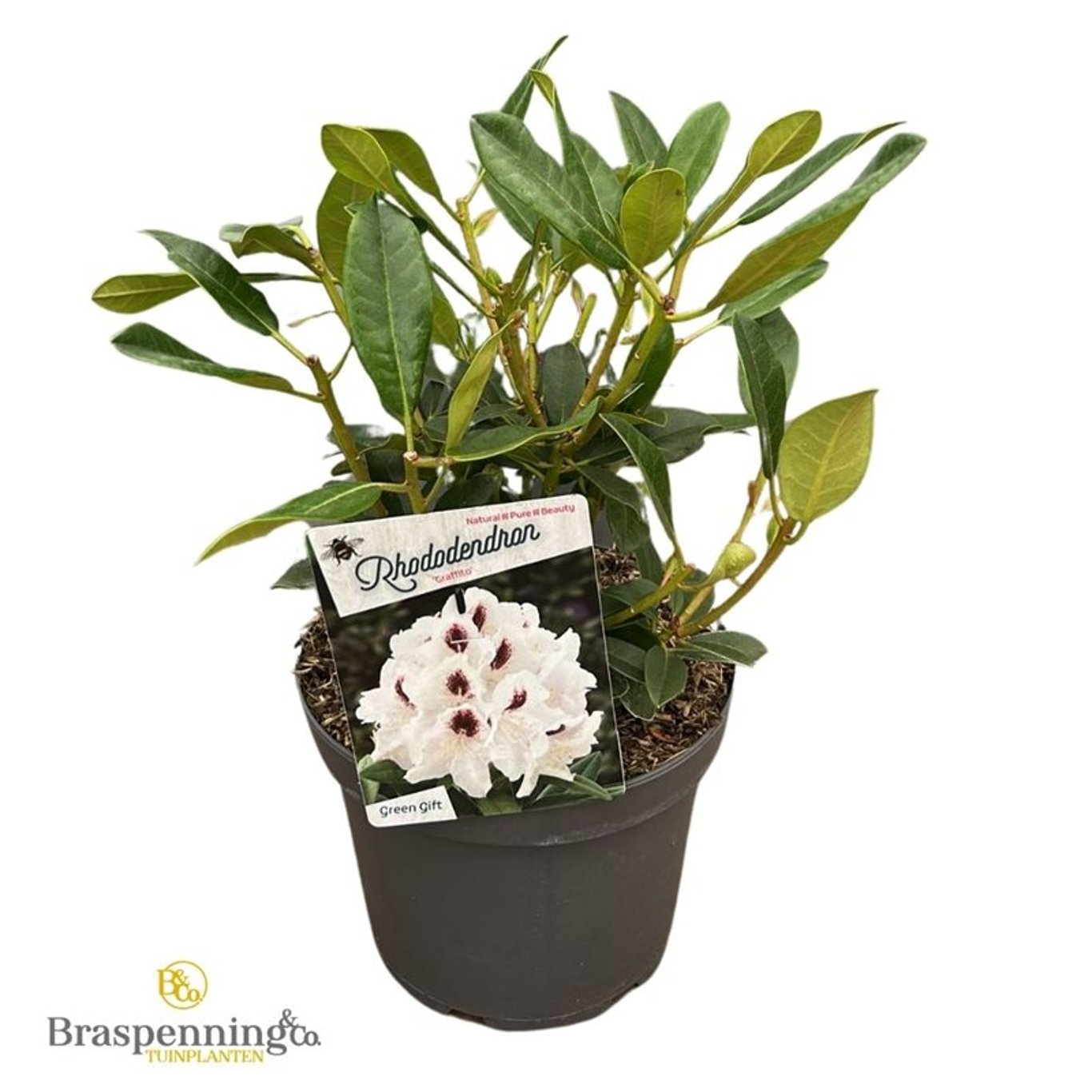 Rhododendron – Rhododendron 'Graffito' - C5 30-40 CM